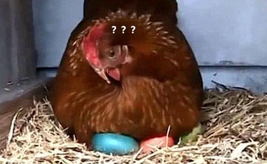 小伙脑洞大开把鸡窝里的蛋都染了色母鸡的表情让人笑喷