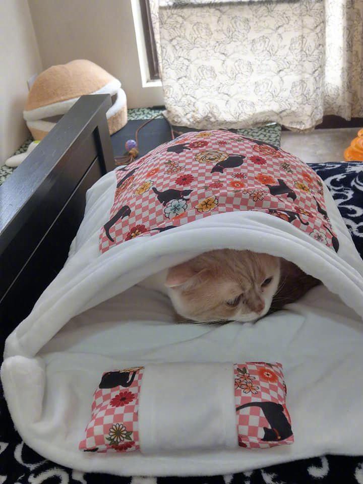 主人给猫买了一张新被子刚整理好它就迫不及待的钻了进去