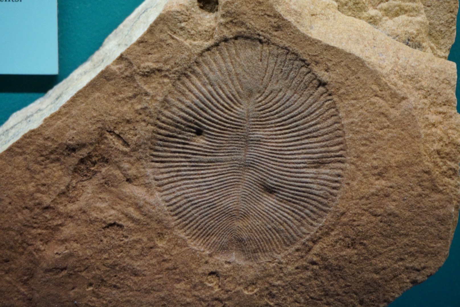 寒武纪|虫|化石_新浪新闻