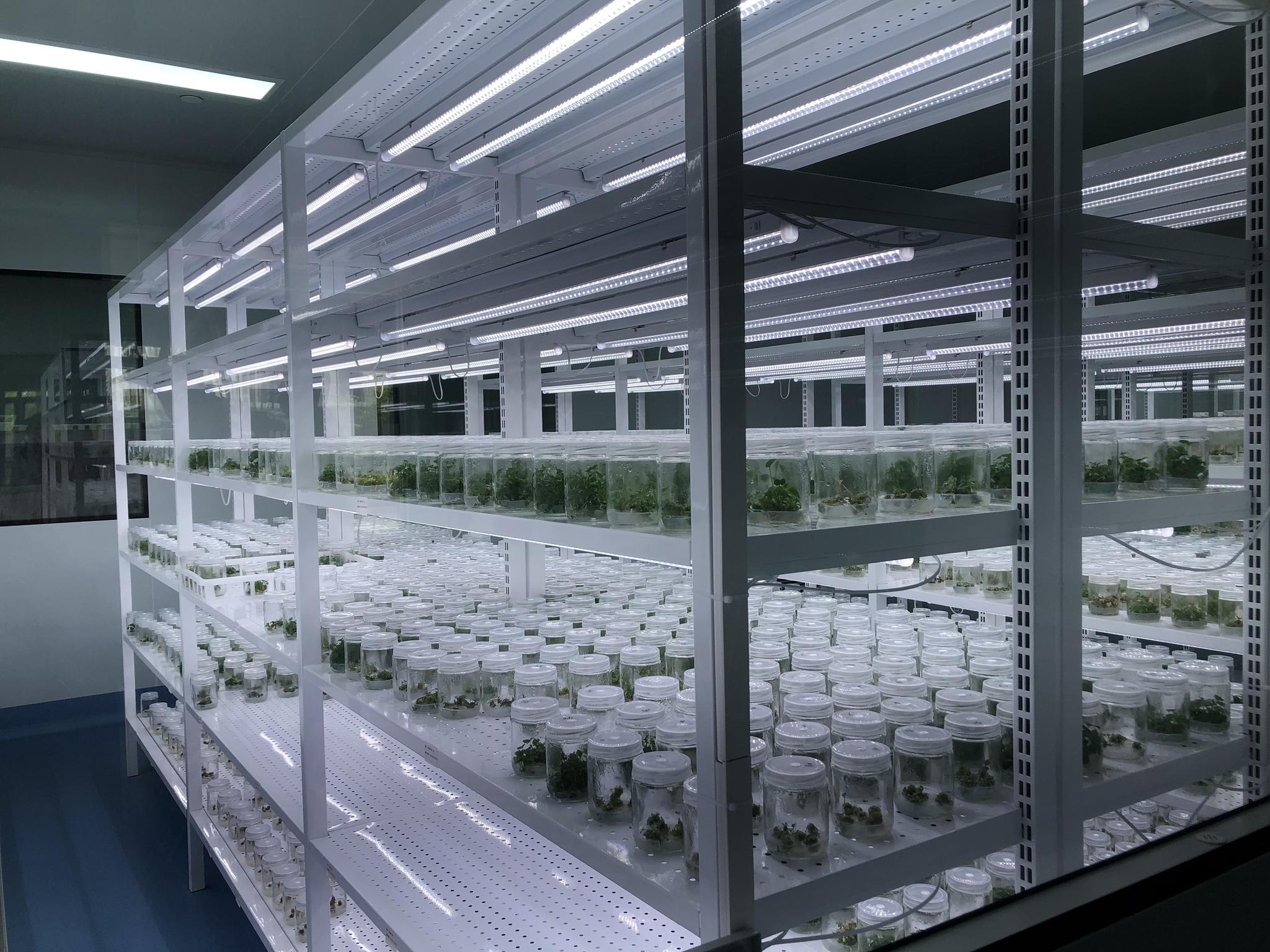 在亳州市药用植物组培繁育中心,装在玻璃瓶里的种子种苗正在繁育中.