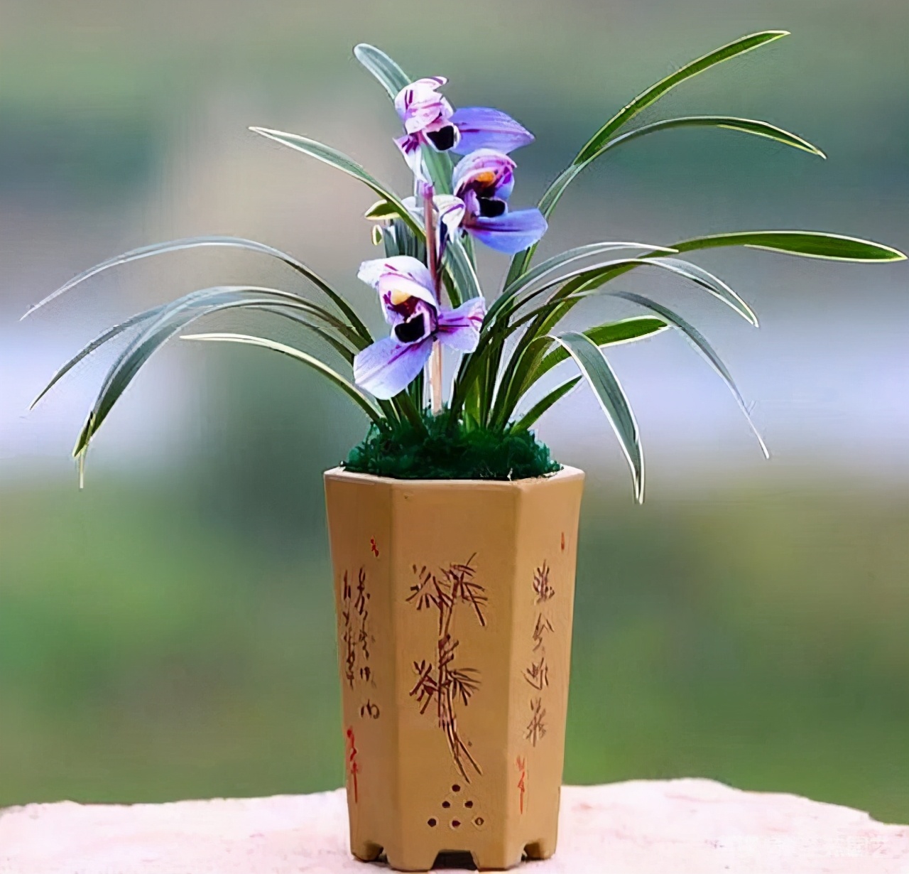 兰花界新宠紫月荷花色罕见仙气十足