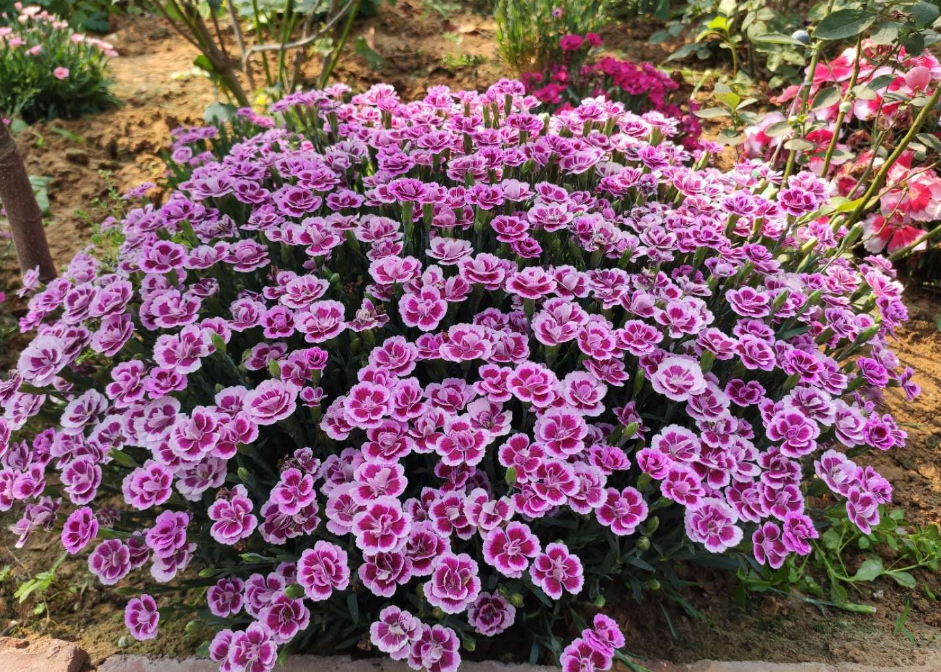 三款会开花的草坪北方养最合适耐热又耐寒每年春天开成花海