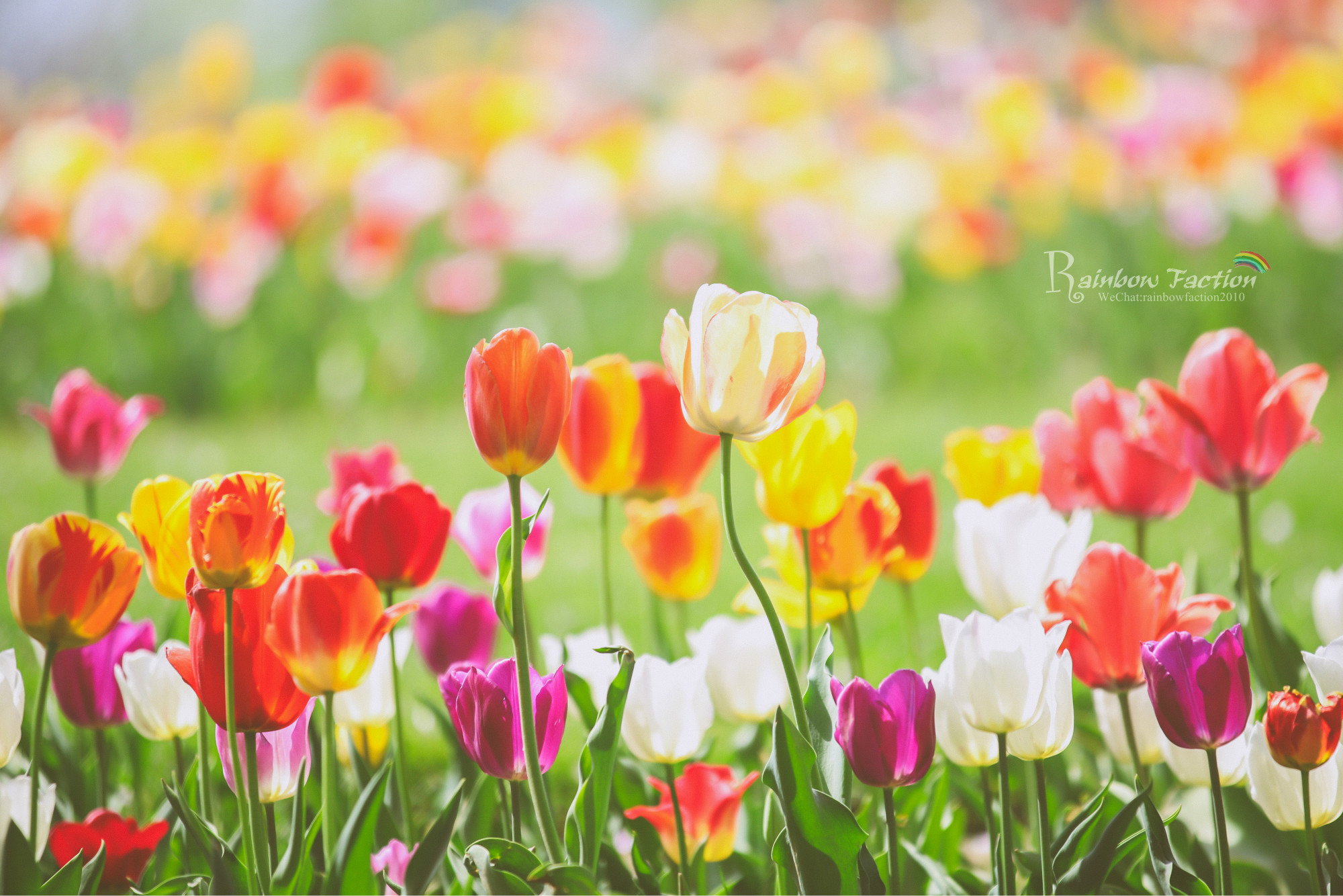 北京有个小荷兰超美风车郁金香花海五一假期好去处