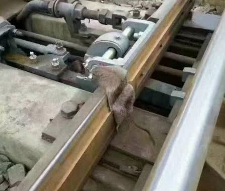 小伙看见一只老鼠趴铁轨上，走进一瞧，立马不淡定了休闲区蓝鸢梦想 - Www.slyday.coM