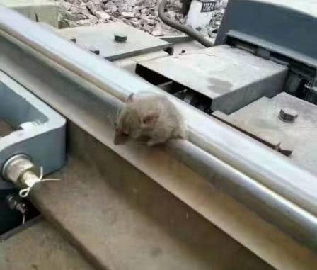 小伙看见一只老鼠趴铁轨上，走进一瞧，立马不淡定了休闲区蓝鸢梦想 - Www.slyday.coM