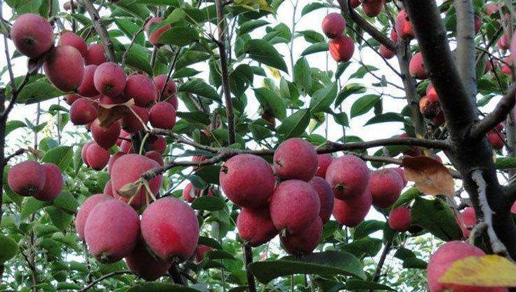 山区农民种植这种红色水果每斤卖10元还供不应求