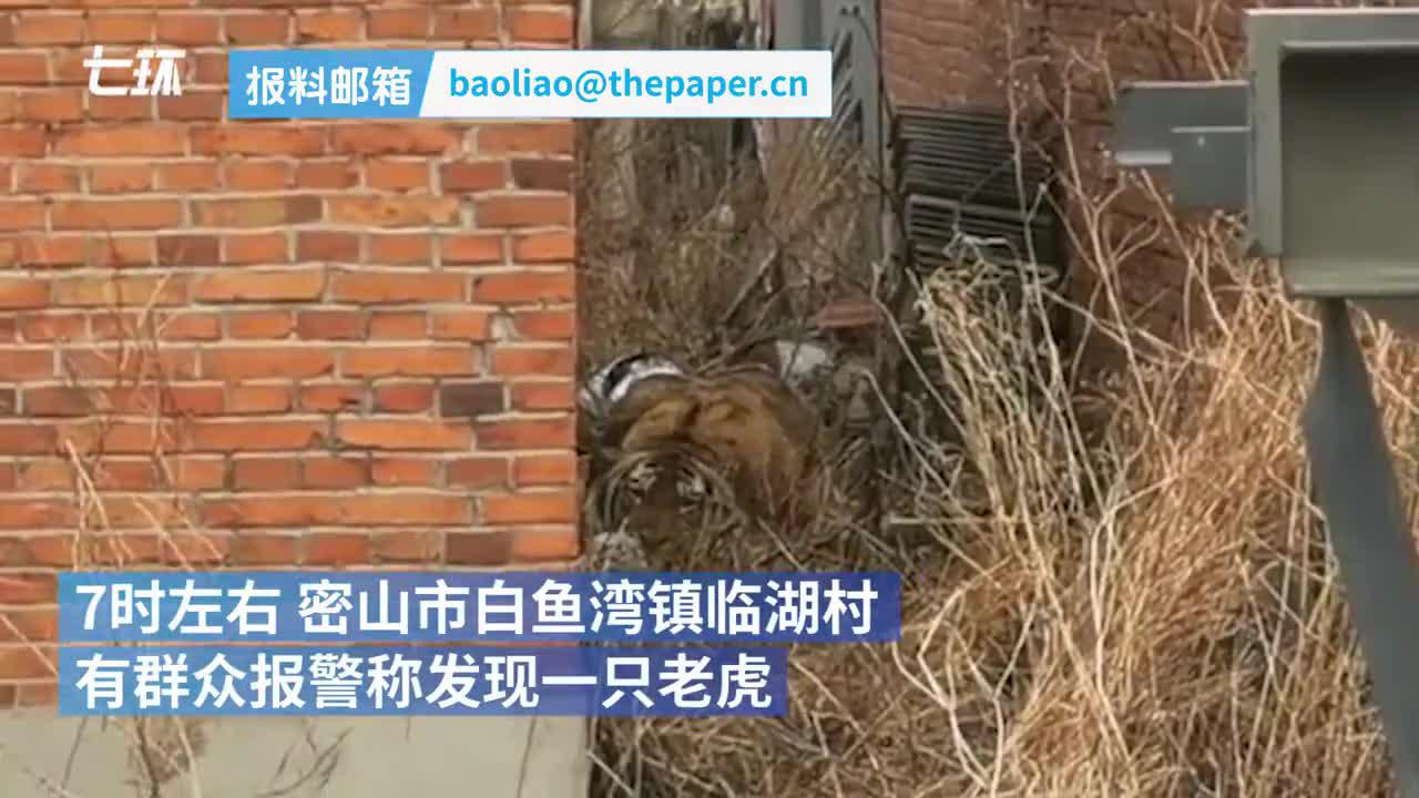 野生东北虎进村,有人被咬伤