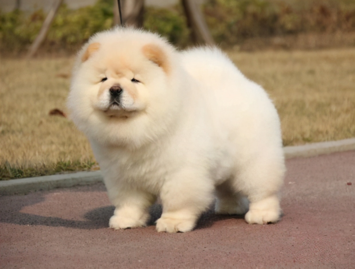 狗狗来报恩才会有这几种表现你家狗狗占几个