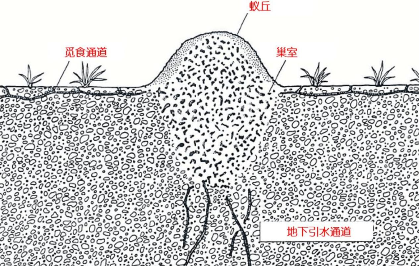 蚁巢内部结构图图片