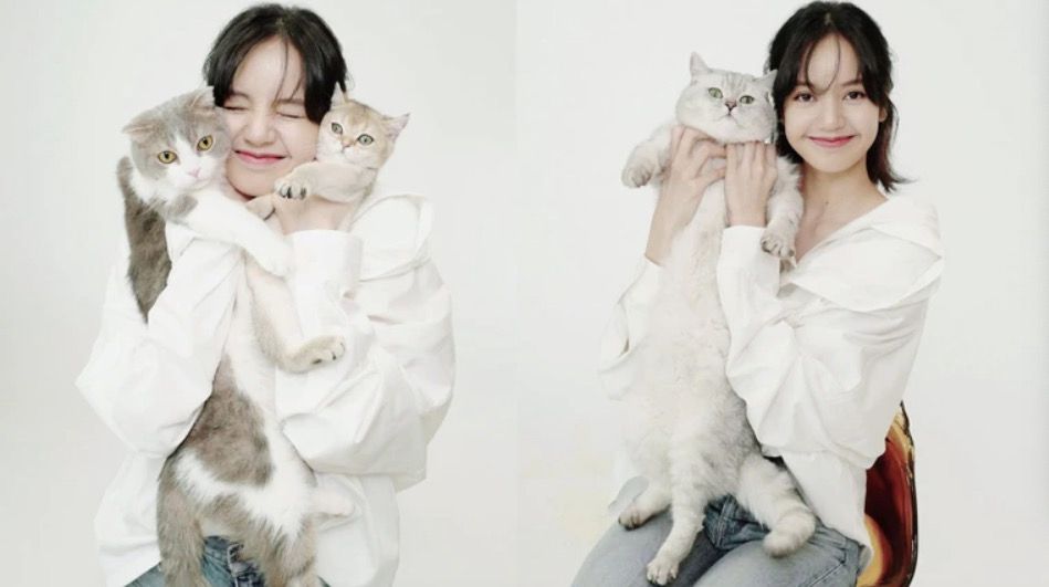 luca的女儿lily,2020年收编的英国短毛猫 louis,与新欢小么儿lego