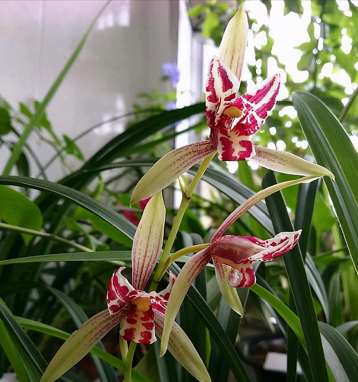 建兰三星蝶奇花——宝岛仙女,一年最多开花五次!