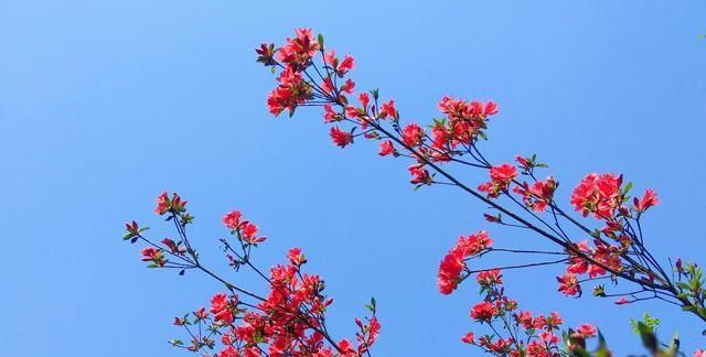 美麗的映山紅|映山紅|花瓣|紅色_新浪新聞