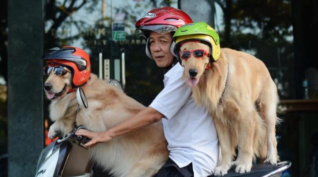 中国人养狗的那些事多半你是知道的