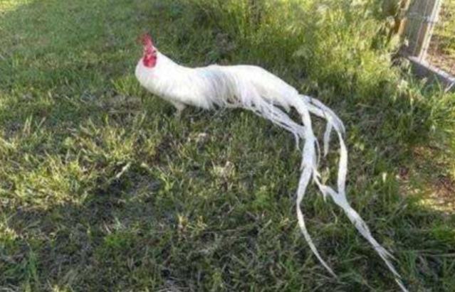 长尾鸡|大爷|凤凰_新浪新闻