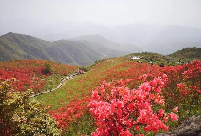 芳菲四月,春色阑珊 智仁太湖山的杜鹃花肆意烂漫 红得无比热烈, 引人