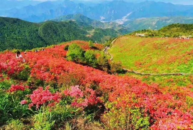 乐清 春末,我要去智仁看杜鹃花!