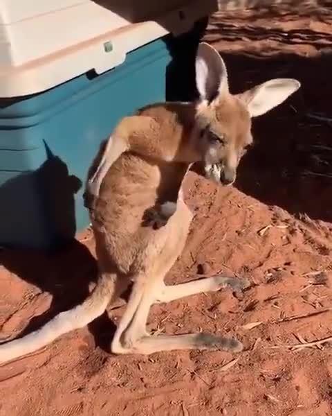 谁来拯救我,我刺挠啊