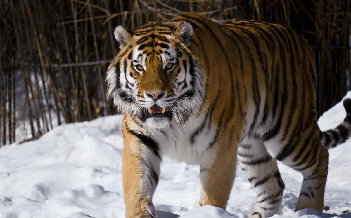 野生东北虎时不时出没能不能自保直接杀死老虎