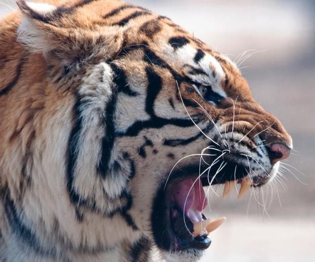 现代版武松打虎东北猛虎闯进村落拍碎车窗扑伤1人后被5针降服