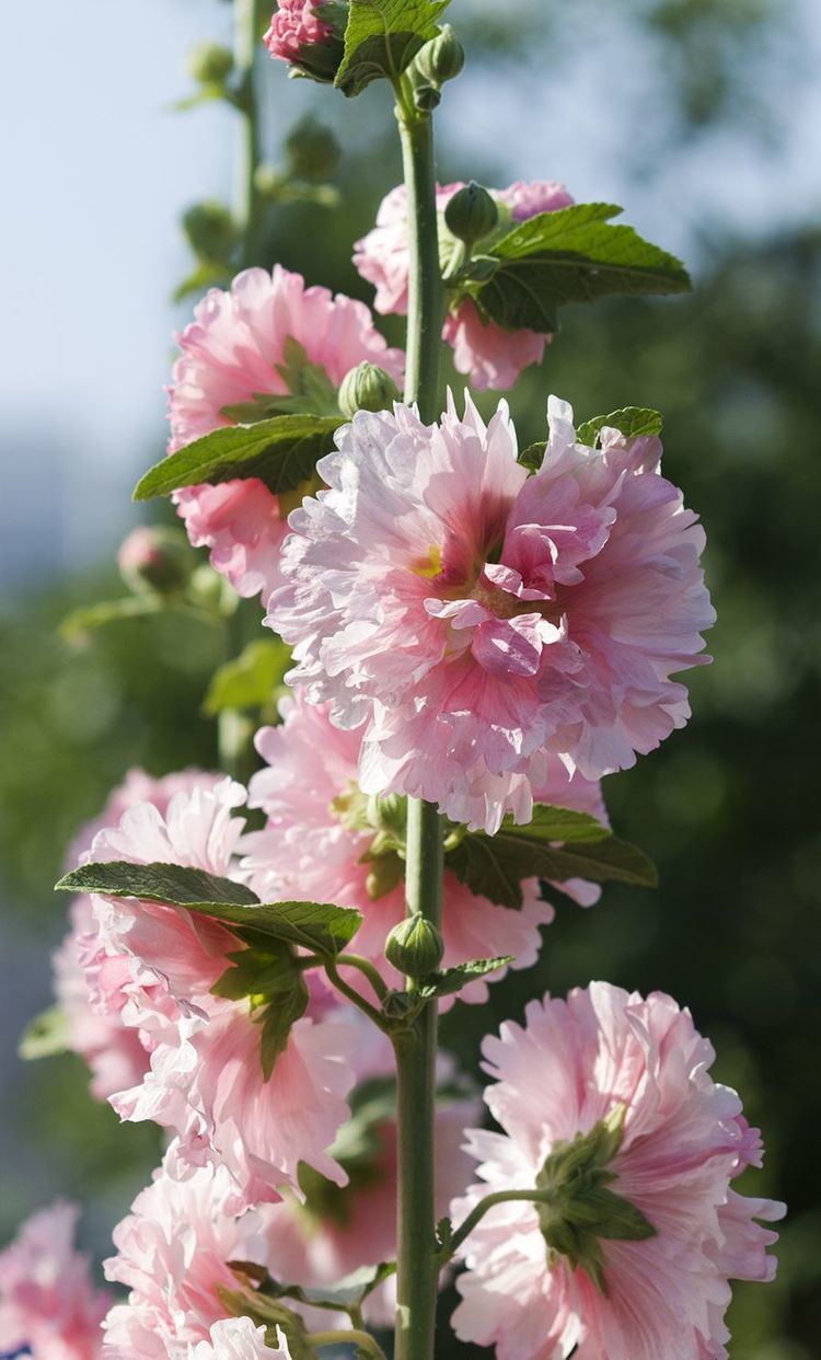 此花长势茂盛,开花艳丽,花期长,最适合夏季室内外养护欣赏__财经头条