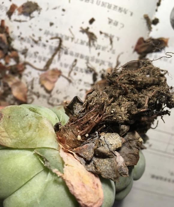 买回家的多肉不发根,僵苗,其实是你没修根,上盆前要修根