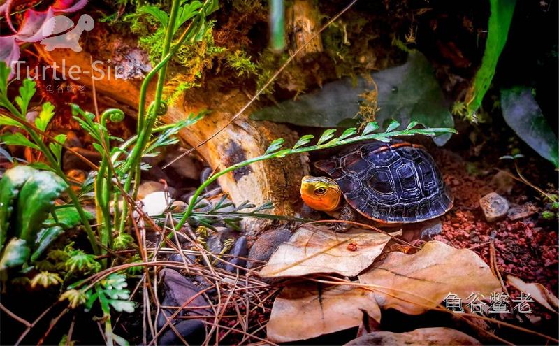 干净的黄缘龟缸造景如何打造「龟谷鳖老」__财经头条