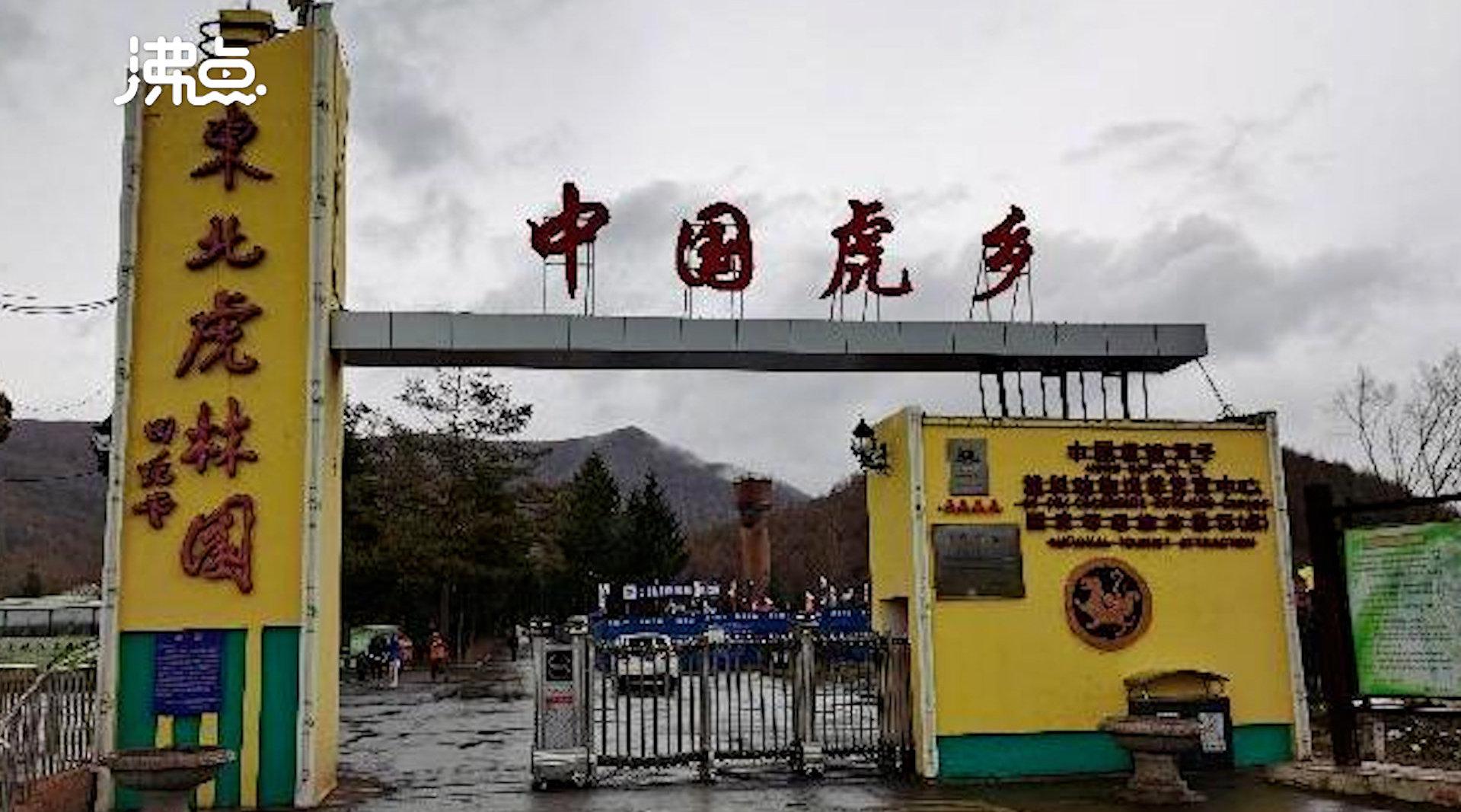 进村东北虎已送至牡丹江猫科动物中心 初步判定为野生东北虎