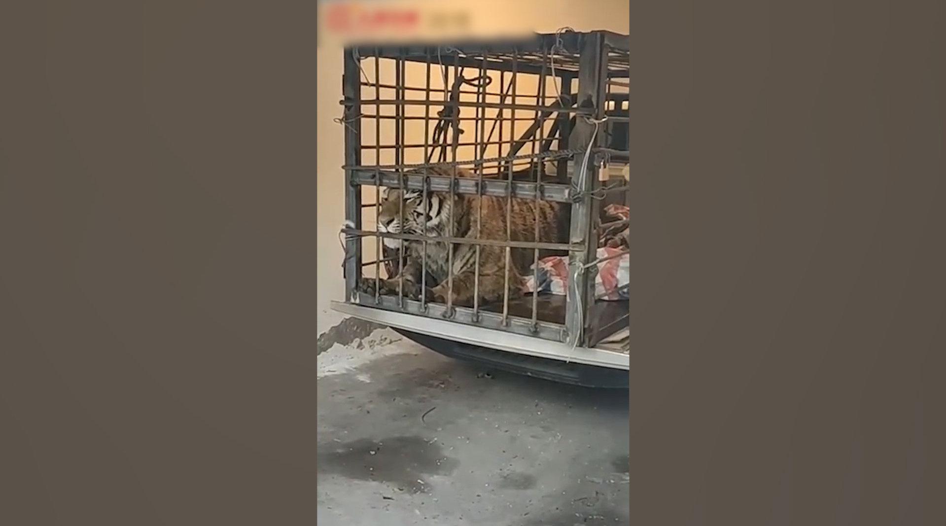 近距离看进村东北虎!麻醉针醒后缩在笼中凶猛咆哮,吼声震天!