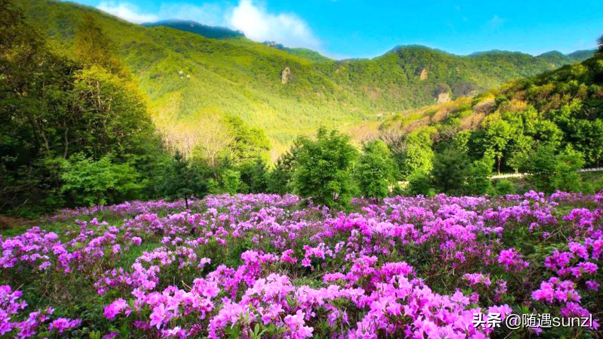 本溪老边沟,6500亩森林花海,5.1节期间次第绽放,邀约四海