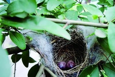 孩子爬树掏鸟窝摔伤,住院用去5万元,家长向树主人索赔合理吗?