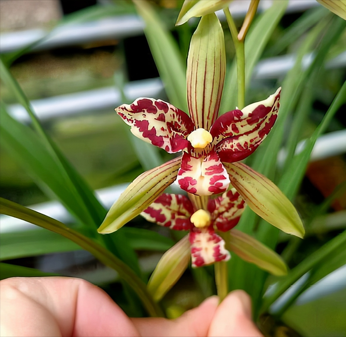 建兰三星蝶奇花——宝岛仙女,一年最多开花五次!