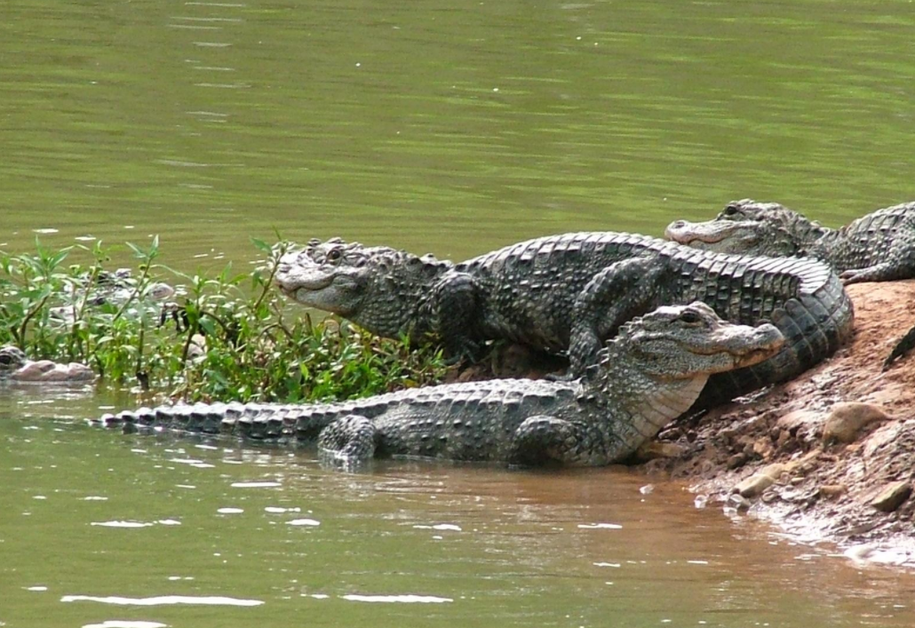 120条280条530条我国要大规模野外放归扬子鳄为何要放