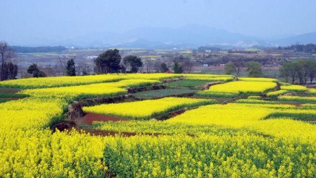 山西油菜花旅遊景點都有哪些