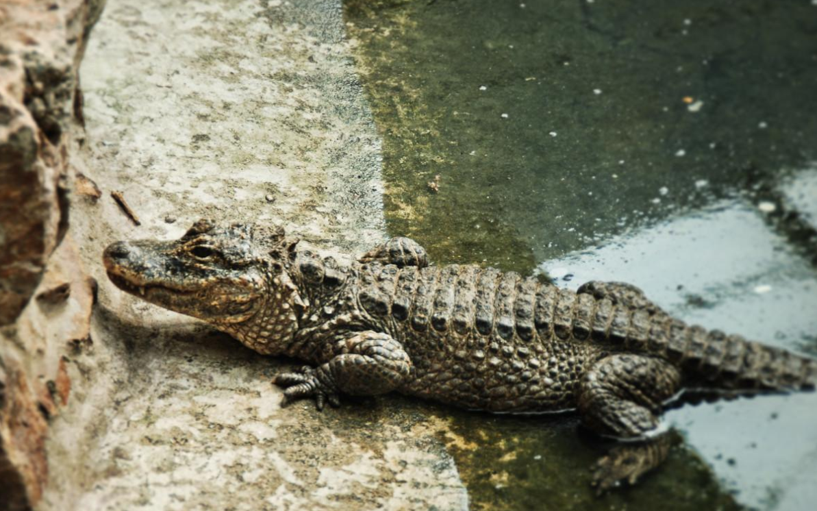 120条280条530条我国要大规模野外放归扬子鳄为何要放