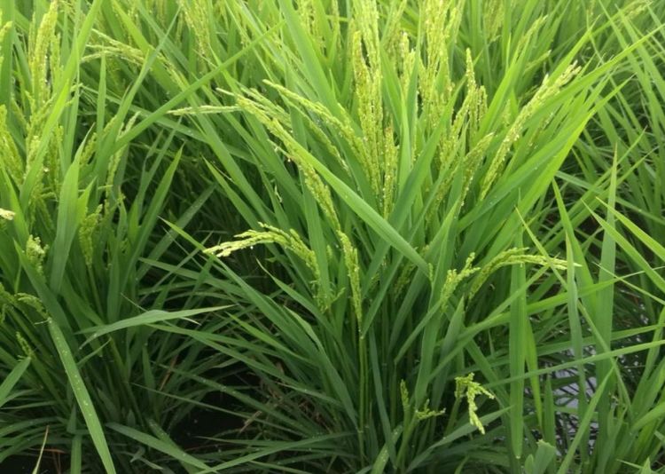 水稻如何提高结实率和千粒重采取高产栽培技术抓好4个关键