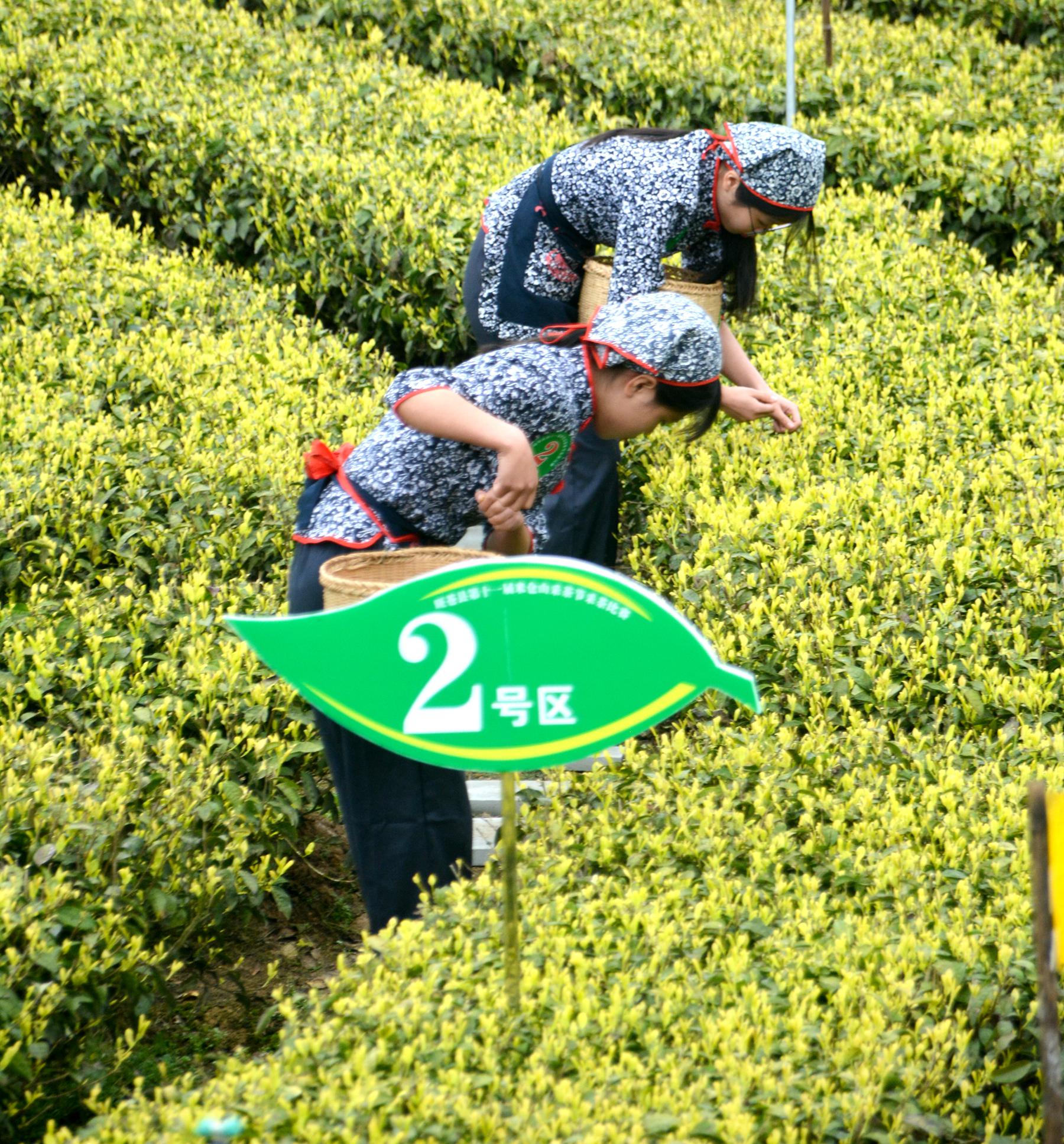 广元旺苍,走茶旅融合之路,大有可为,预计今年黄茶产值就能达到1000
