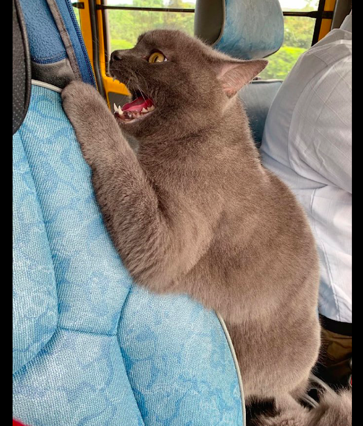 猫咪第一次坐车出去玩害怕得张大了嘴巴表情很夸张我要回家
