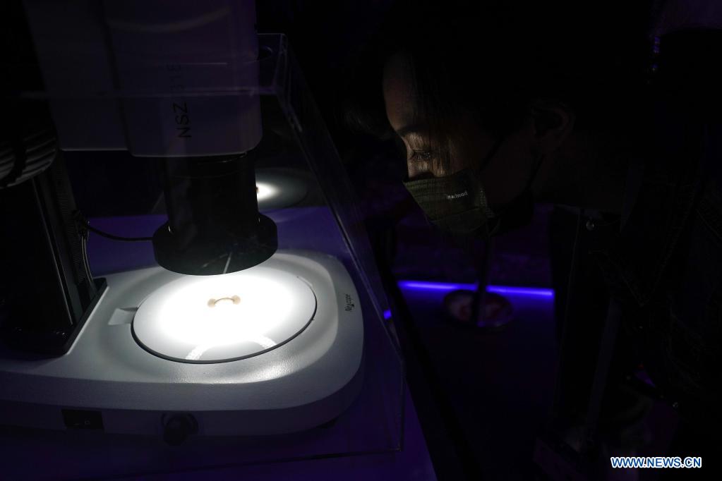 A visitor views lunar samples at an exhibition featuring space science and achievement during the 2021 China Space Conference in Nanjing, east China's Jiangsu Province, April 24, 2021. The 2021 China Space Conference is held in Nanjing from April 23 to 26. (Xinhua/Ji Chunpeng)