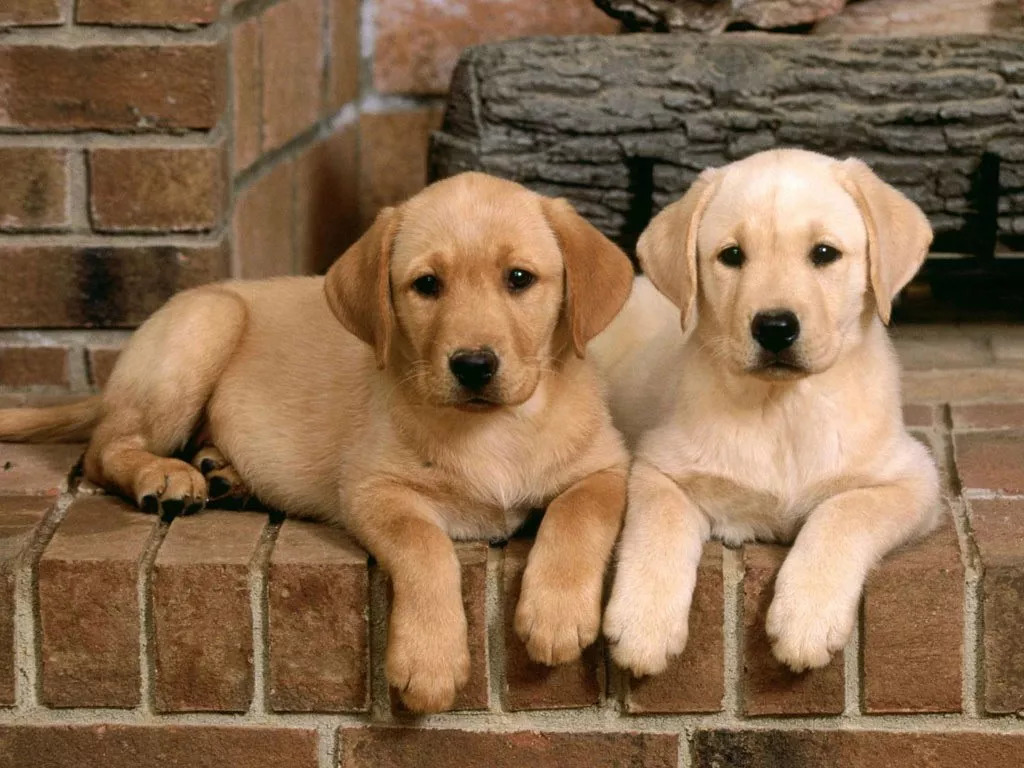 狗狗去世前，很想对主人说这些话，看完被感动了休闲区蓝鸢梦想 - Www.slyday.coM