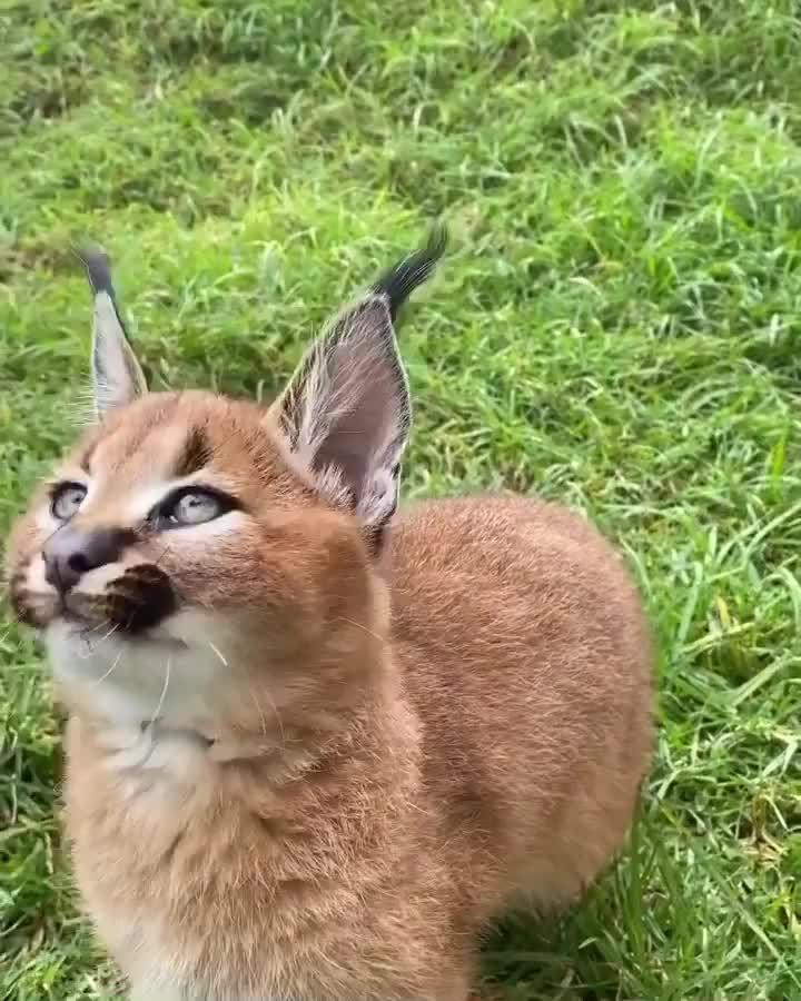 小狞猫太可爱噜