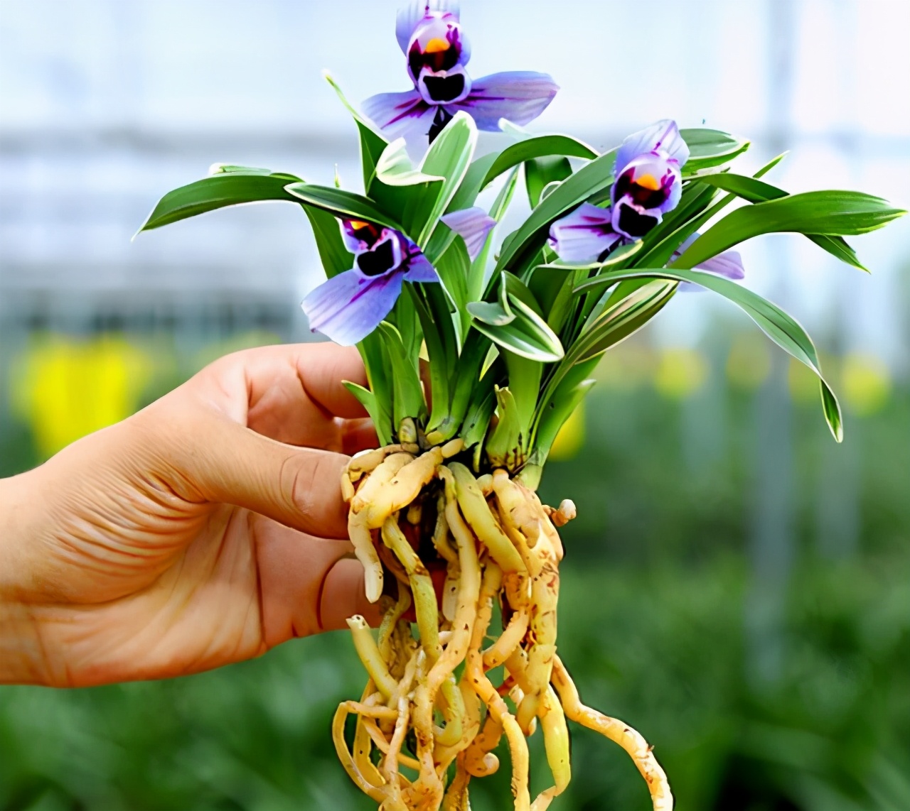 紫月荷兰花被誉为是近30年来表现最好的建兰色花,花色极具仙气,兰香