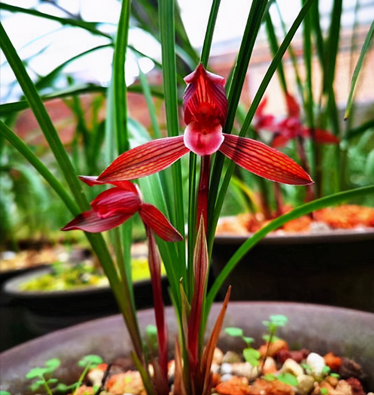 醉红素兰花花色红艳,红杆红花,花杆从新芽开始就是红色,这也是分辨此