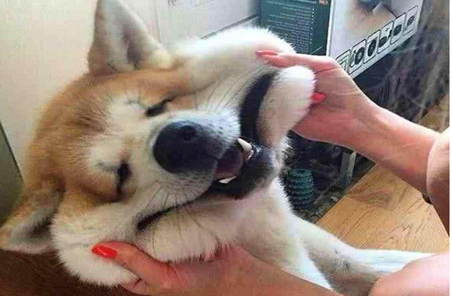 摸狗头在狗的眼中代表什么