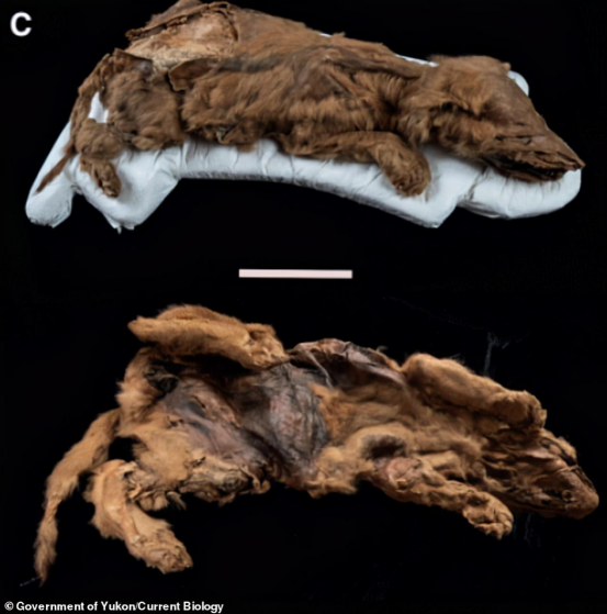 北极再现神秘客它来自57000年前科学家感到担忧