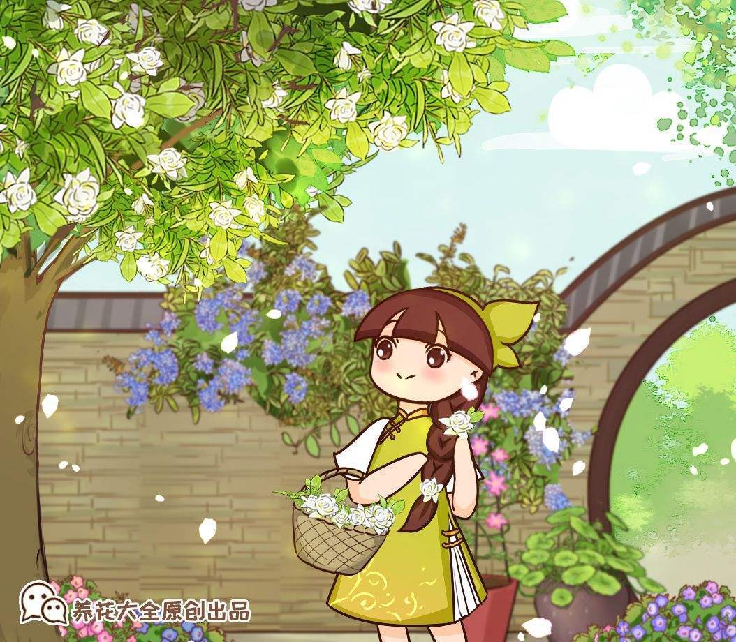 栀子花不好养为什么还要坚持养下去看完这篇我终于懂了