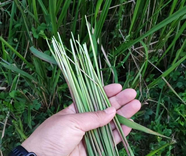抽出丝茅针,轻轻剥开茅叶,里面是一条柔软洁白的花穗,毛茸茸的,嫩生生