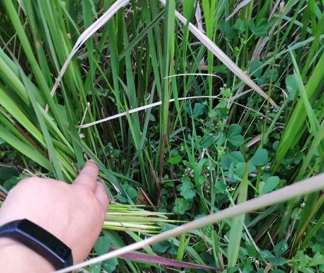 春天的味道——丝茅针|茅草|孩童|草木_新浪新闻