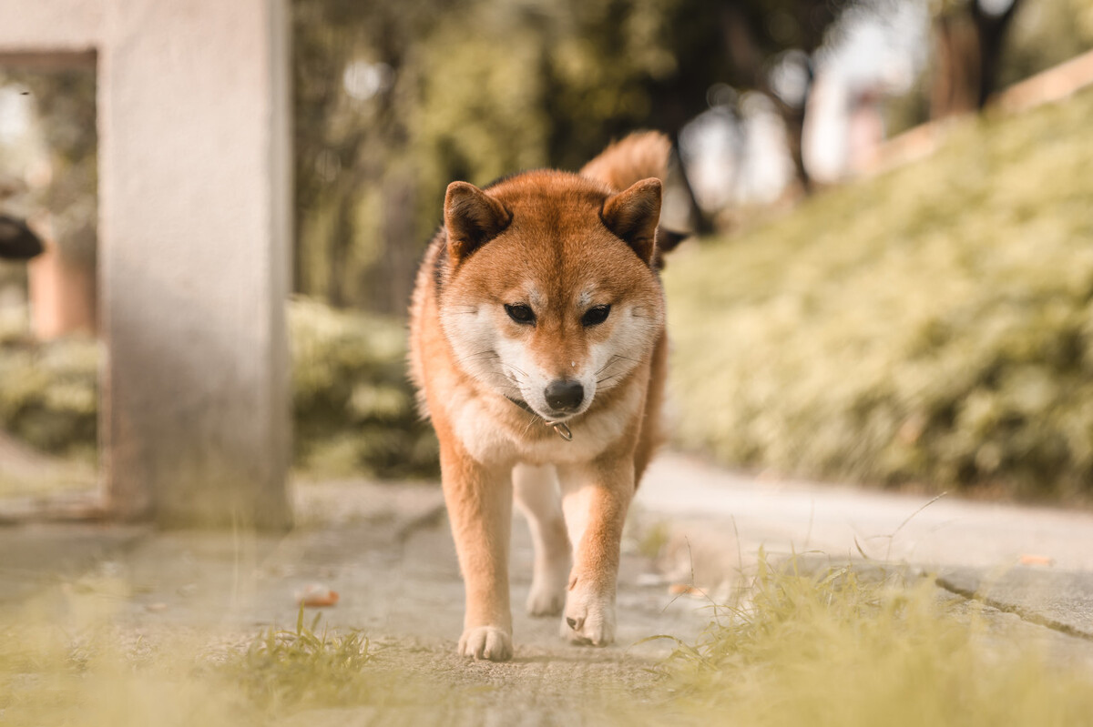 狗狗去世前，很想对主人说这些话，看完被感动了休闲区蓝鸢梦想 - Www.slyday.coM