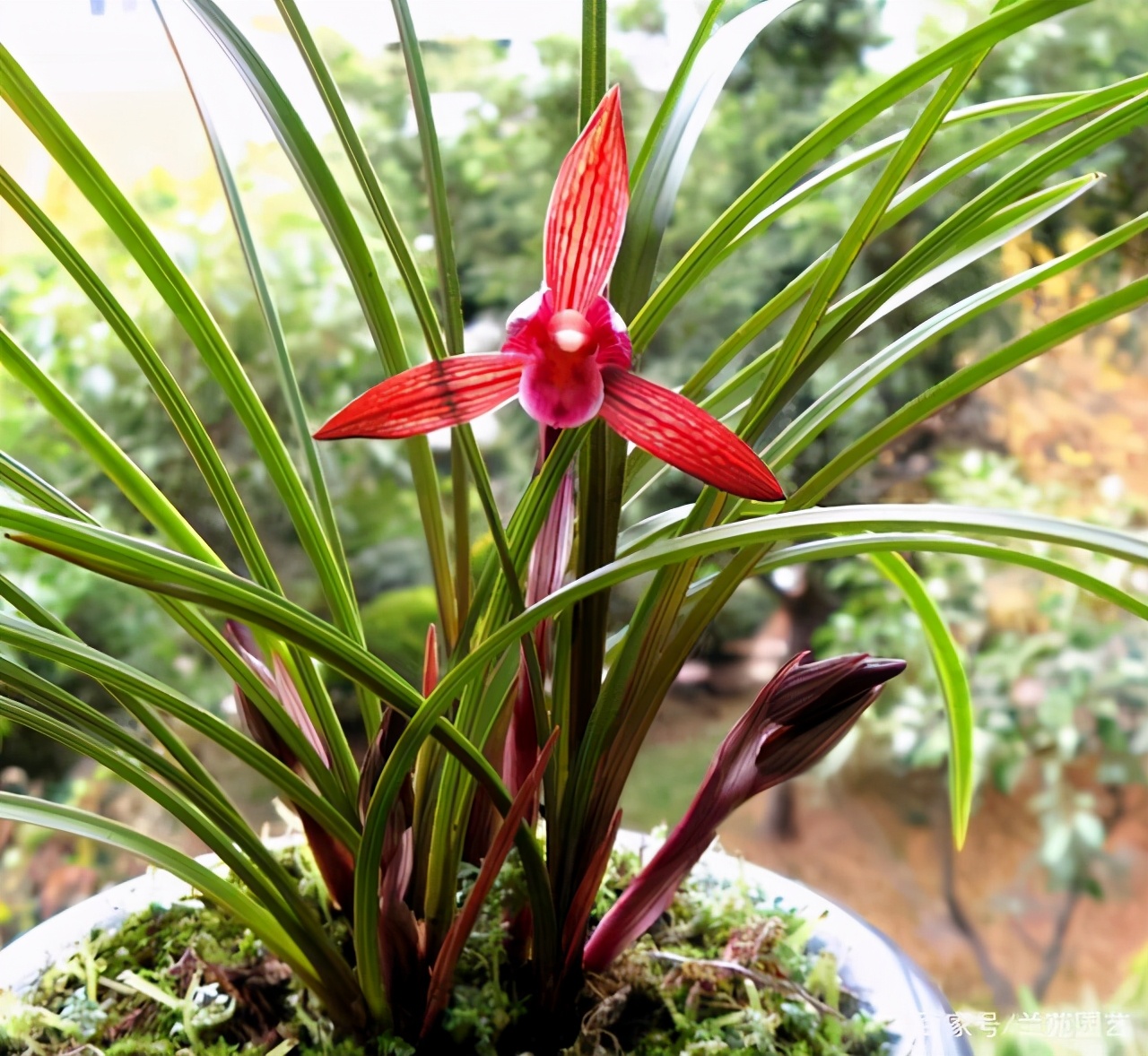 它被誉为春兰之王顶级红素兰香浓郁