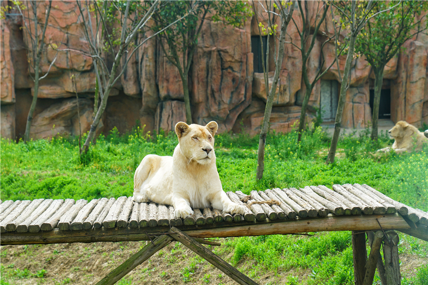 亲子游好去处安徽宿州野生动物园可以喂大象斑马还有大熊猫